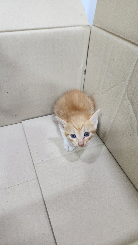 익산유기동물보호소_445468202301725