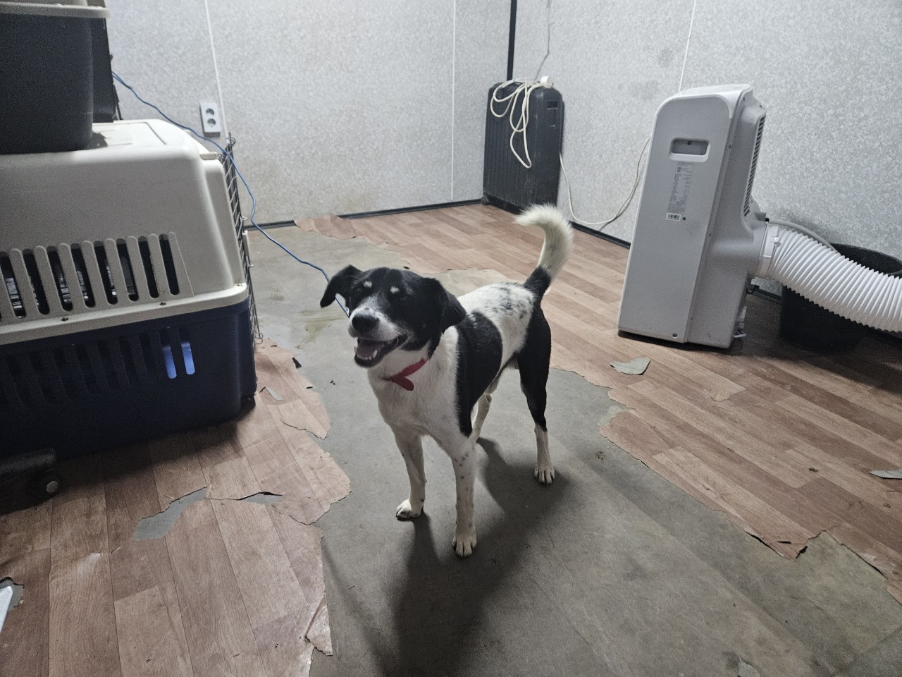 창원유기동물보호소_448567202301089