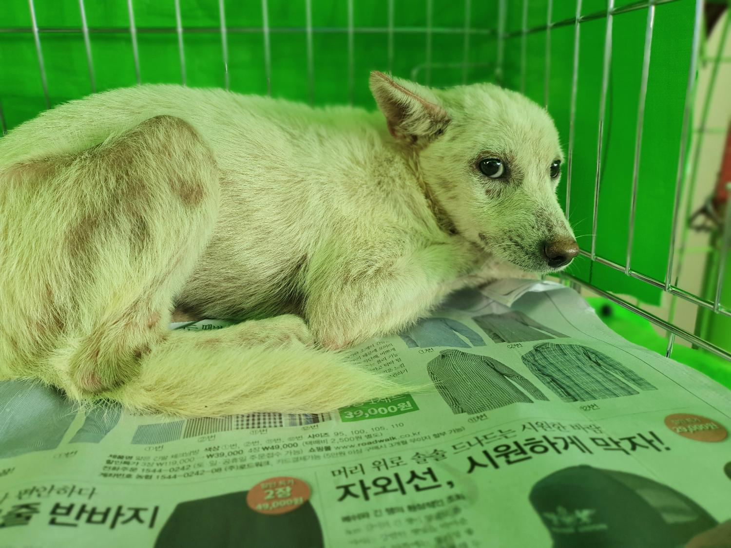 창원유기동물보호소_448567202301088