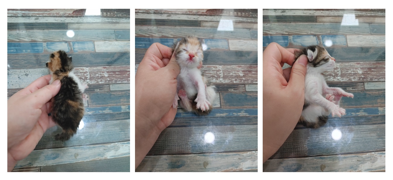 종료(자연사) 한국…