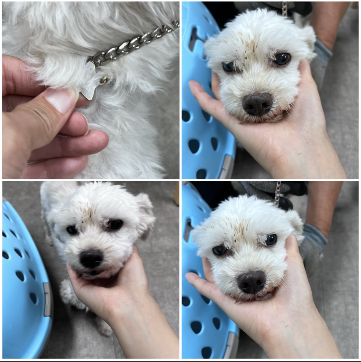 천안시유기동물보호소_444449202301949