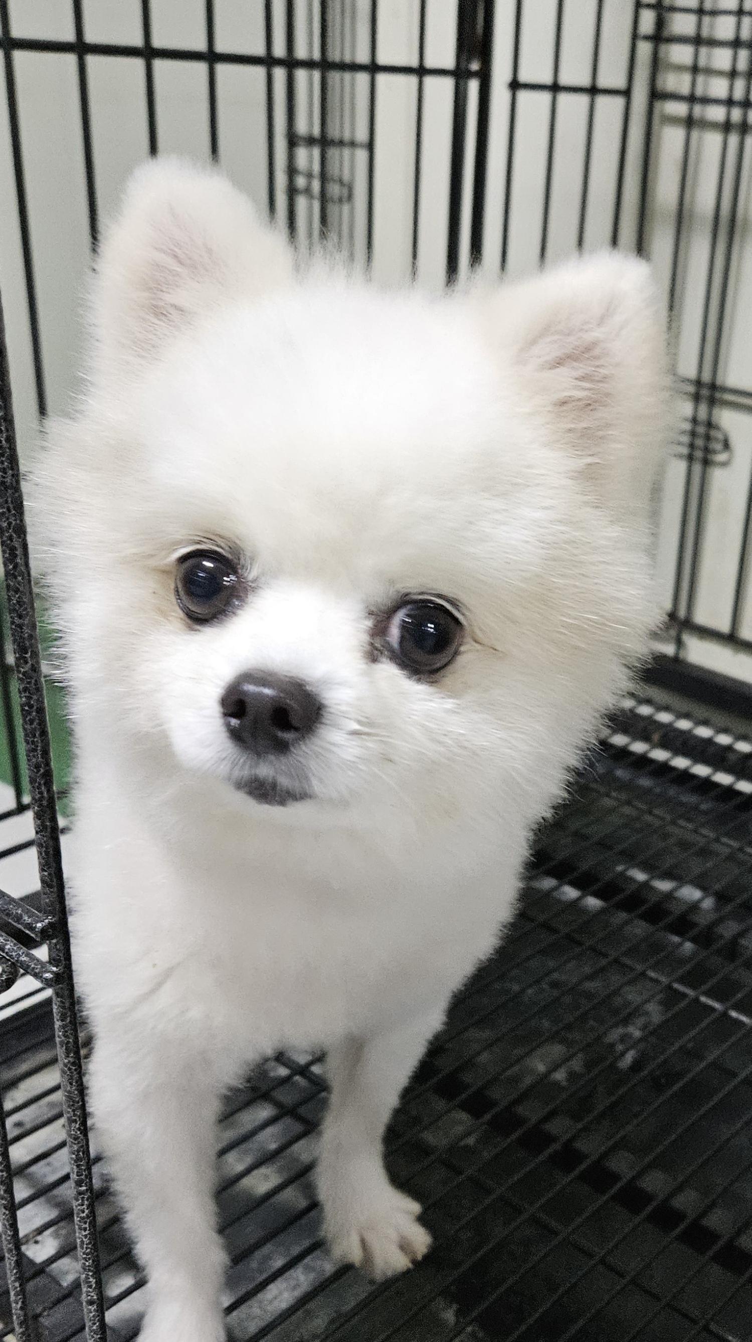 대구유기동물보호센터_427342202300563