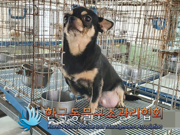 한국동물구조관리협회_441559202300895
