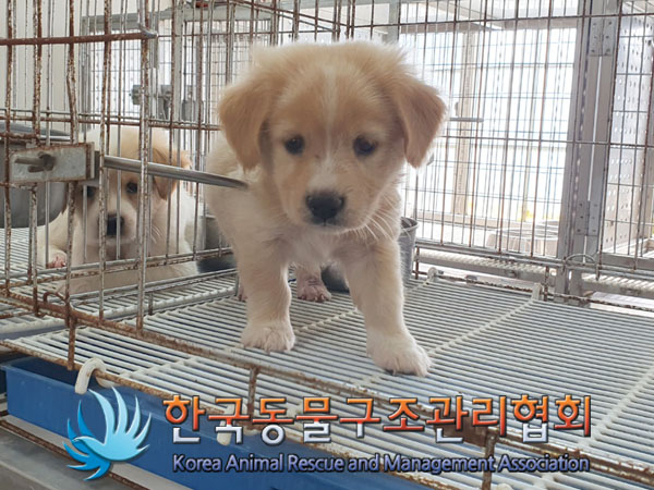 한국동물구조관리협회_441560202301045