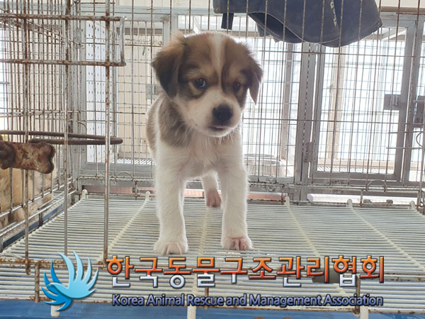 보호중 믹스견의 가…