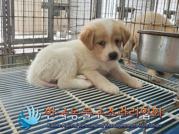 한국동물구조관리협회_441560202301046
