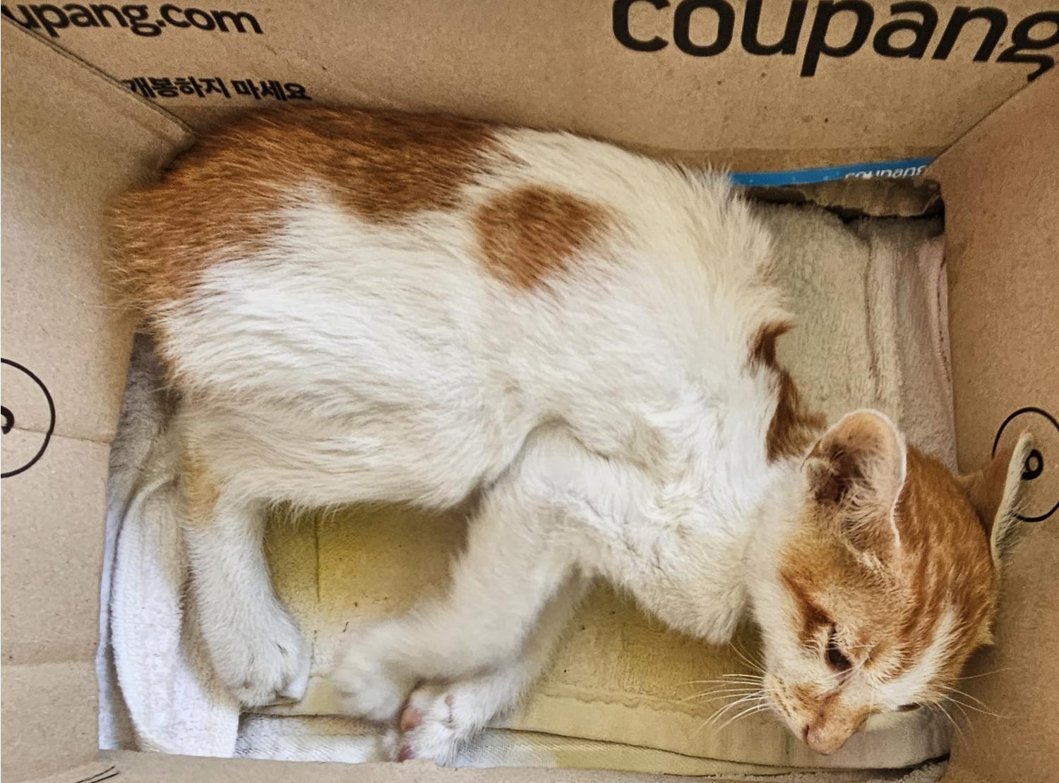 대구유기동물보호협회_427345202300645