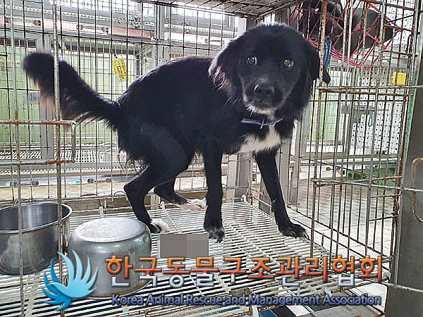 종료(안락사) 믹스…