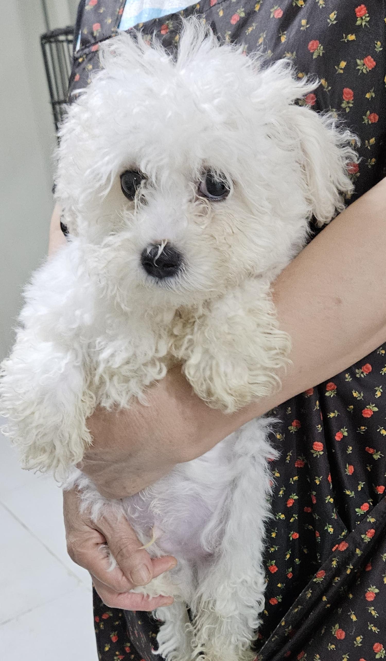 대구유기동물보호협회_427347202300811