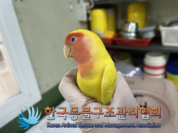종료(입양) 앵무새…