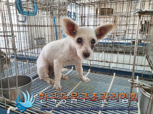 한국동물구조관리협회_411304202300557