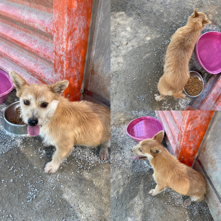 당진시동물보호소_444568202301085