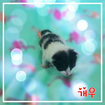 군산유기동물보호센터_445467202301832