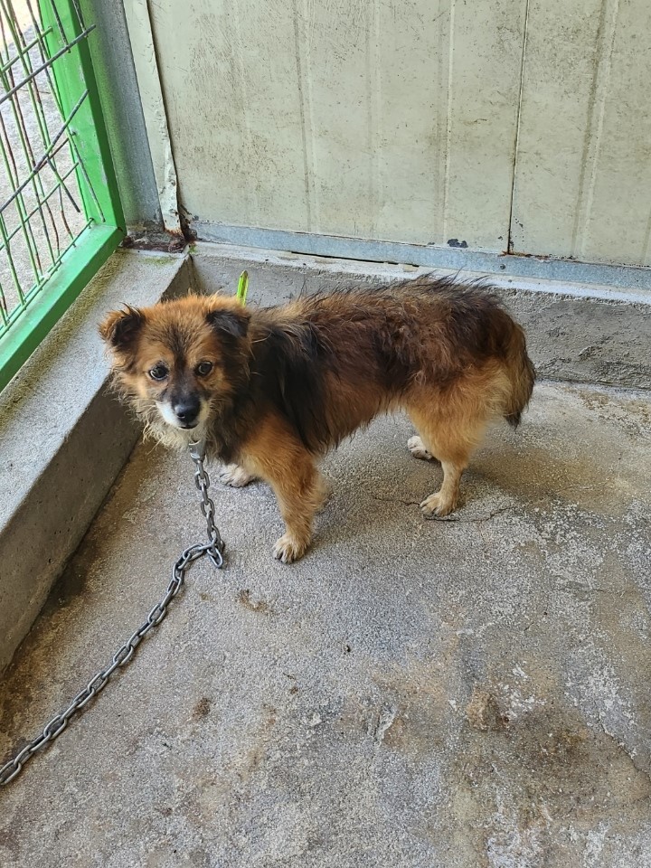 영주시 동물보호센터_447509202300199
