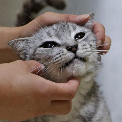 동물자유연대_411313202300644