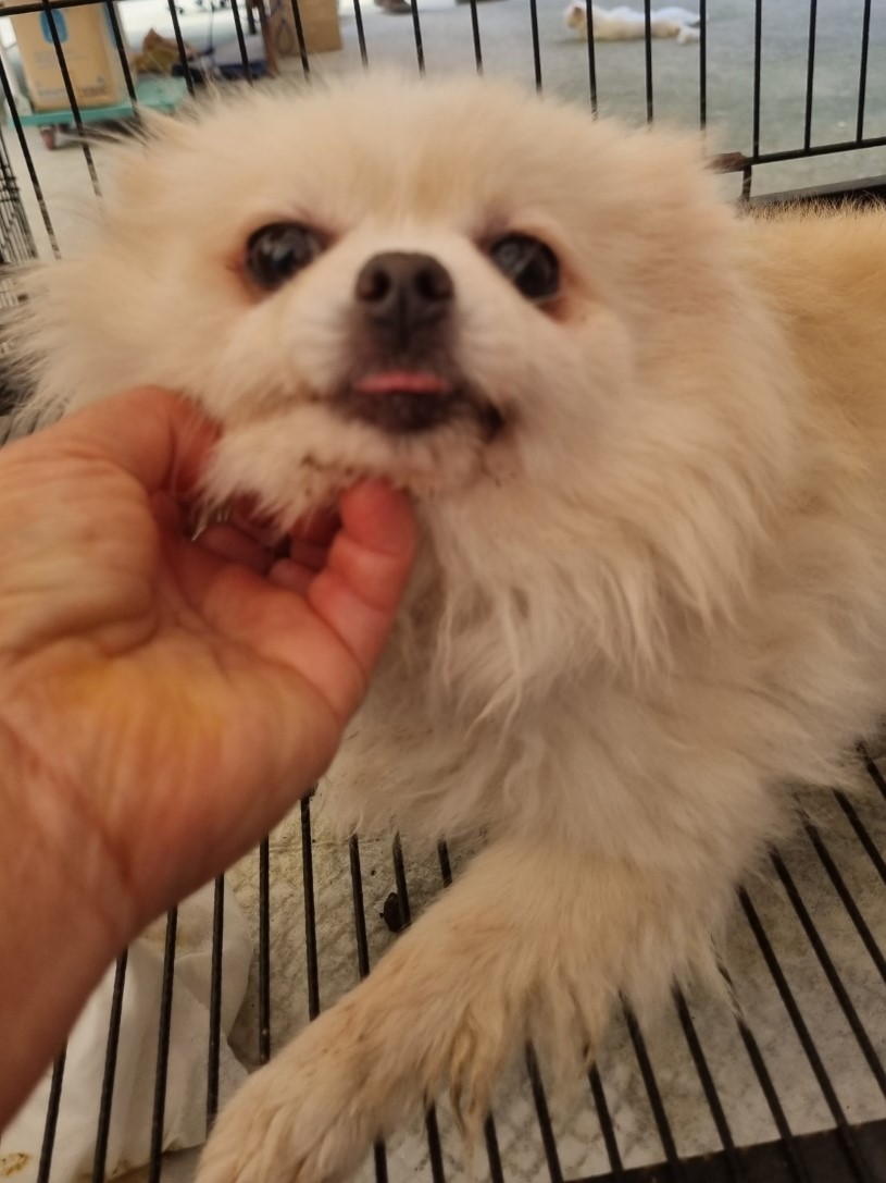 밀양시동물보호센터_448536202301870