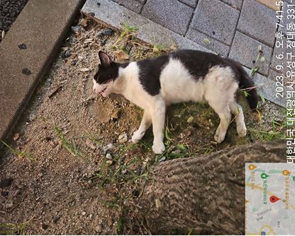 대전동물보호센터_430367202300549