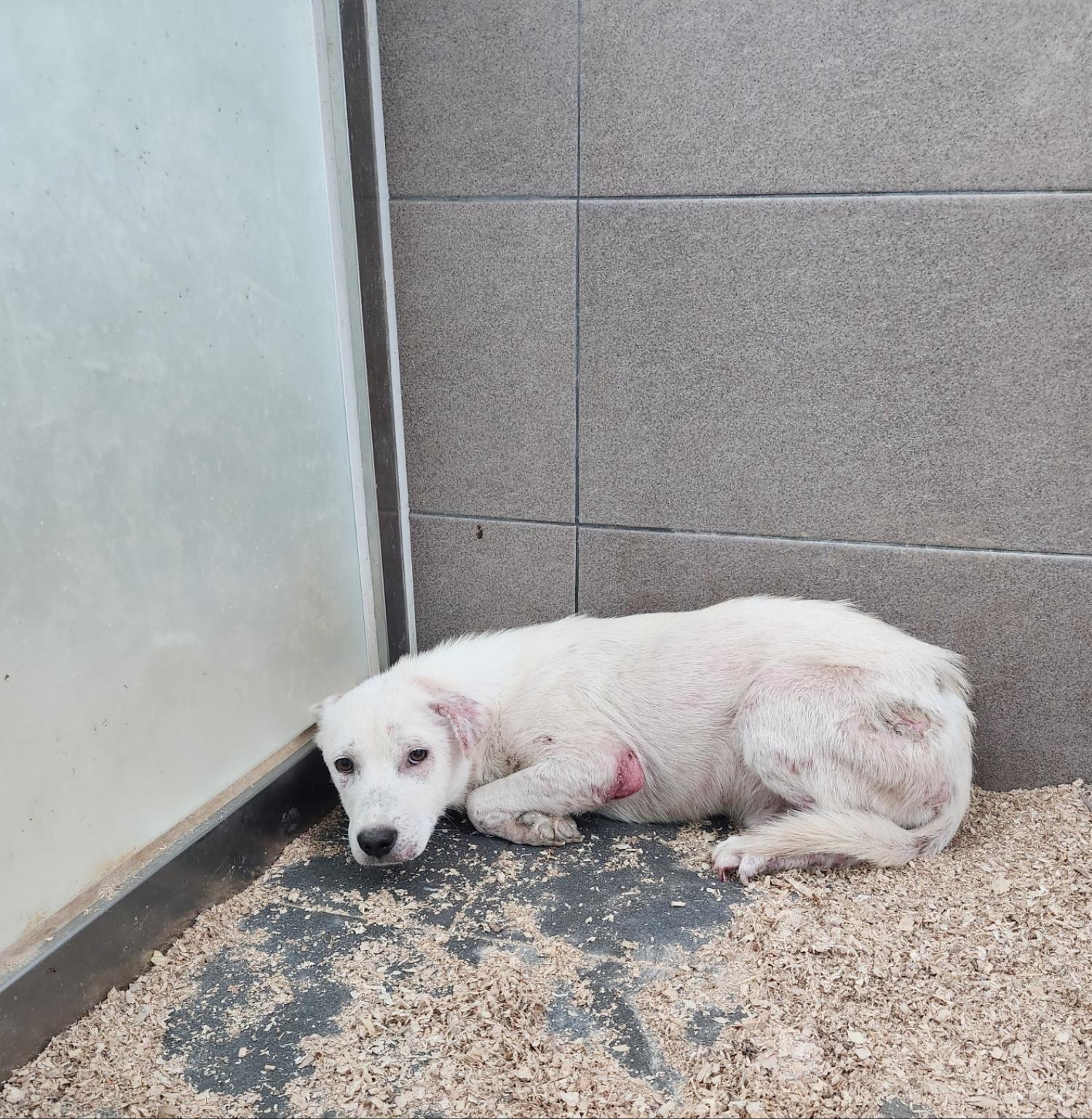 춘천시 동물보호센터_442418202300708