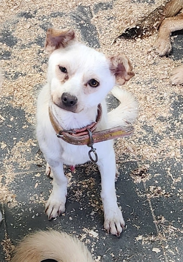 춘천시 동물보호센터_442418202300710