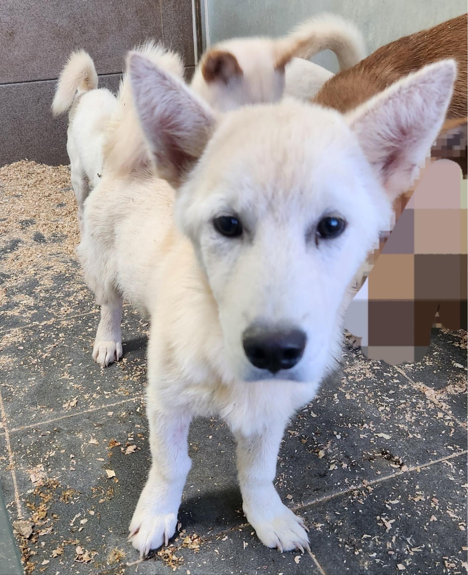 춘천시 동물보호센터_442418202300713