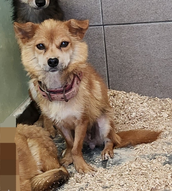 춘천시 동물보호센터_442418202300745