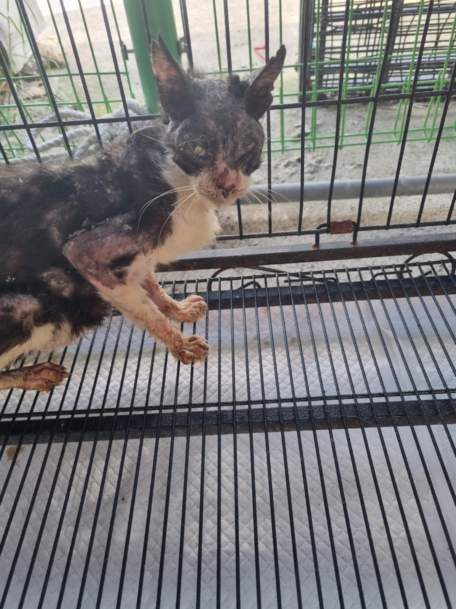 [고양이] 한국 고양이 경남-밀양-2023-01453 유기동물 배경 이미지 입니다.
