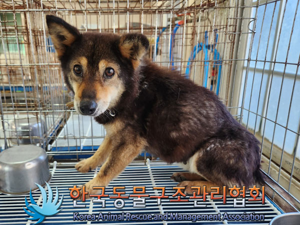 한국동물구조관리협회_441398202300343