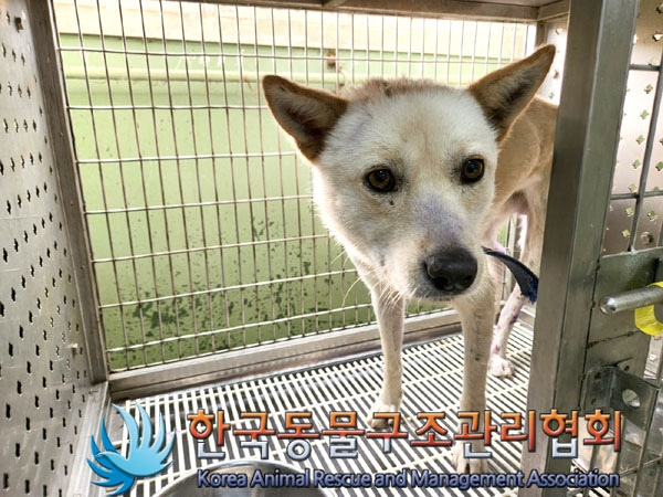 한국동물구조관리협회_441392202300184