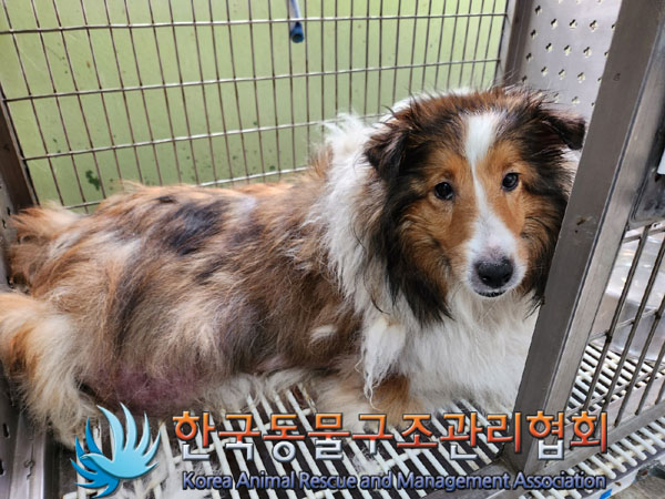 한국동물구조관리협회_441382202300575