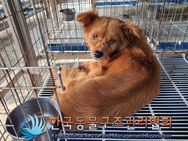 한국동물구조관리협회_441406202301264