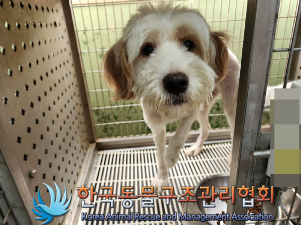 한국동물구조관리협회_441406202301266