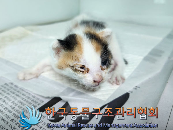 종료(입양) 한국 …