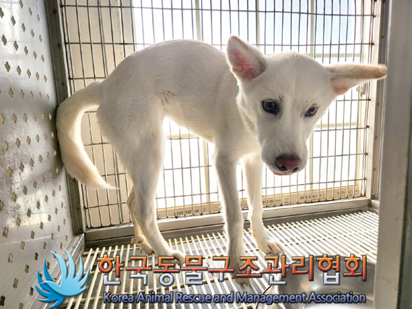 한국동물구조관리협회_441406202301263