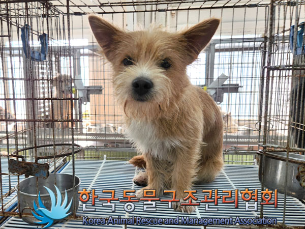 한국동물구조관리협회_441560202301049