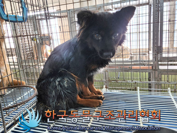 한국동물구조관리협회_441560202301048