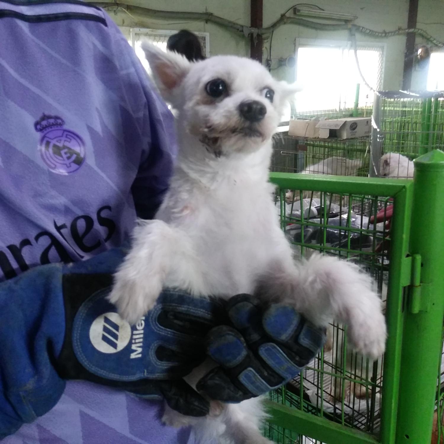 인천광역시수의사회_428351202300682