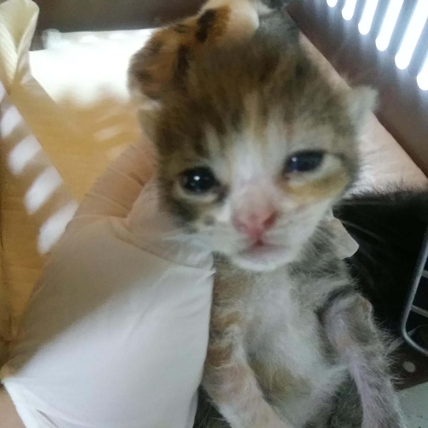 인천광역시수의사회_428353202300958