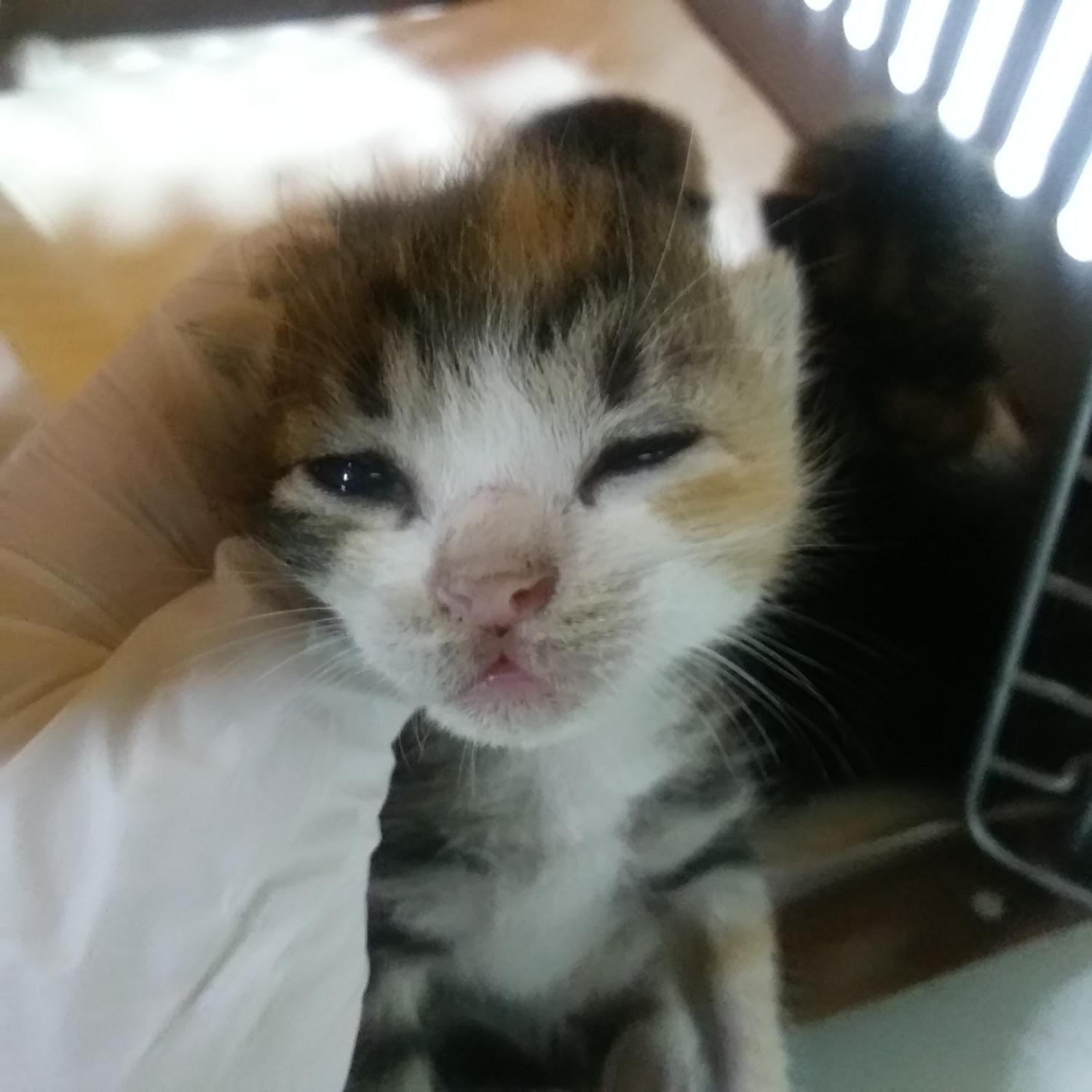 인천광역시수의사회_428353202300960