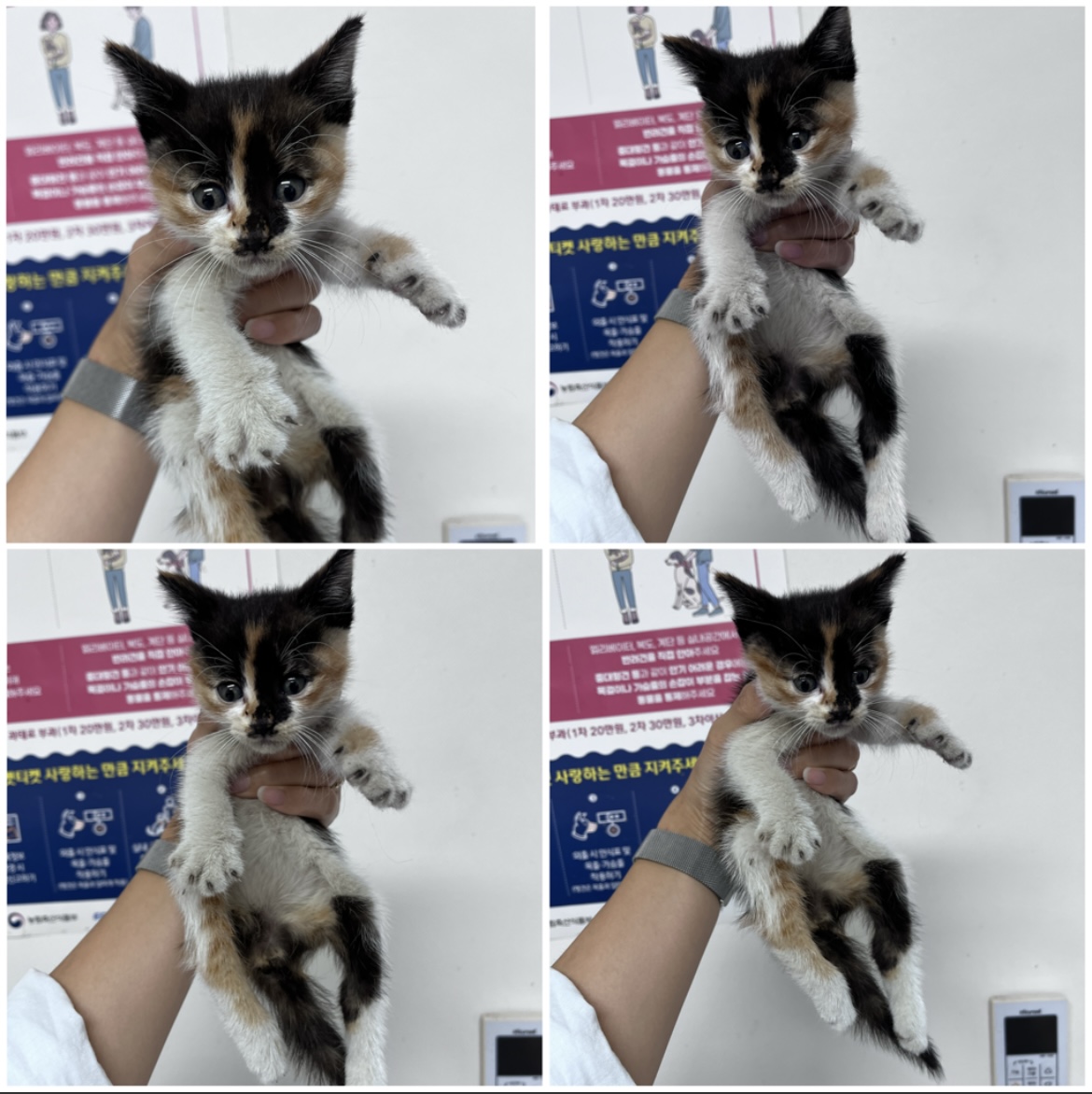 천안시유기동물보호소_444449202301953