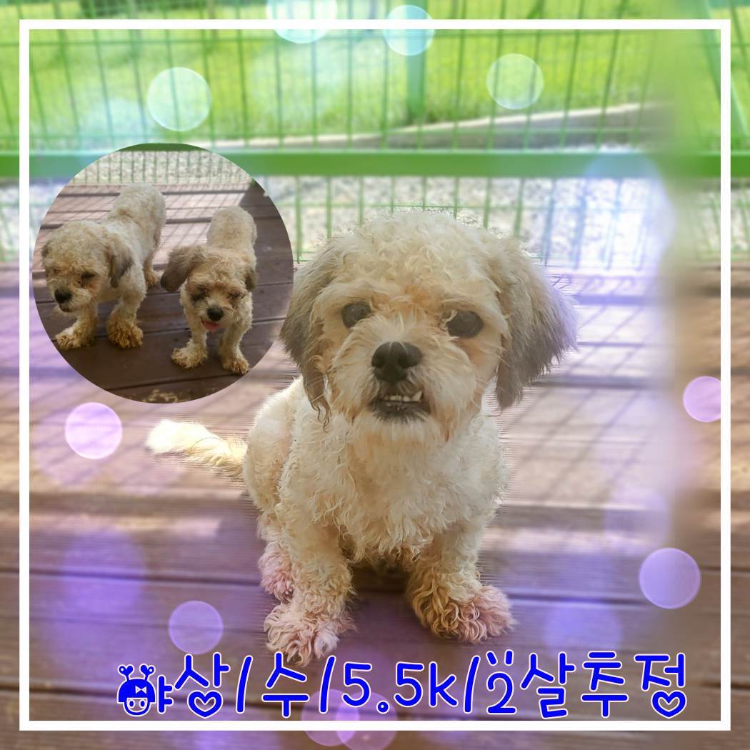 군산유기동물보호센터_445467202301835
