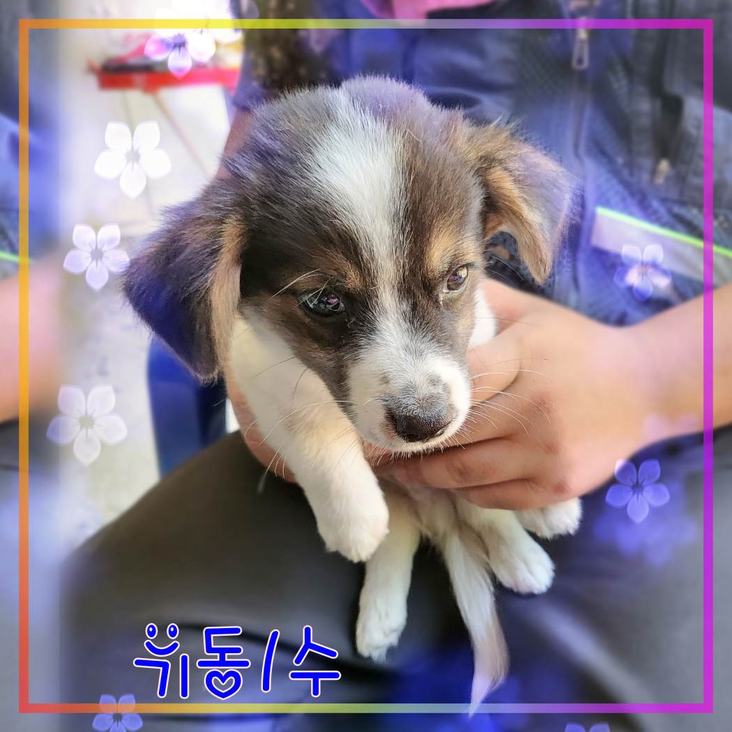 군산유기동물보호센터_445467202301842