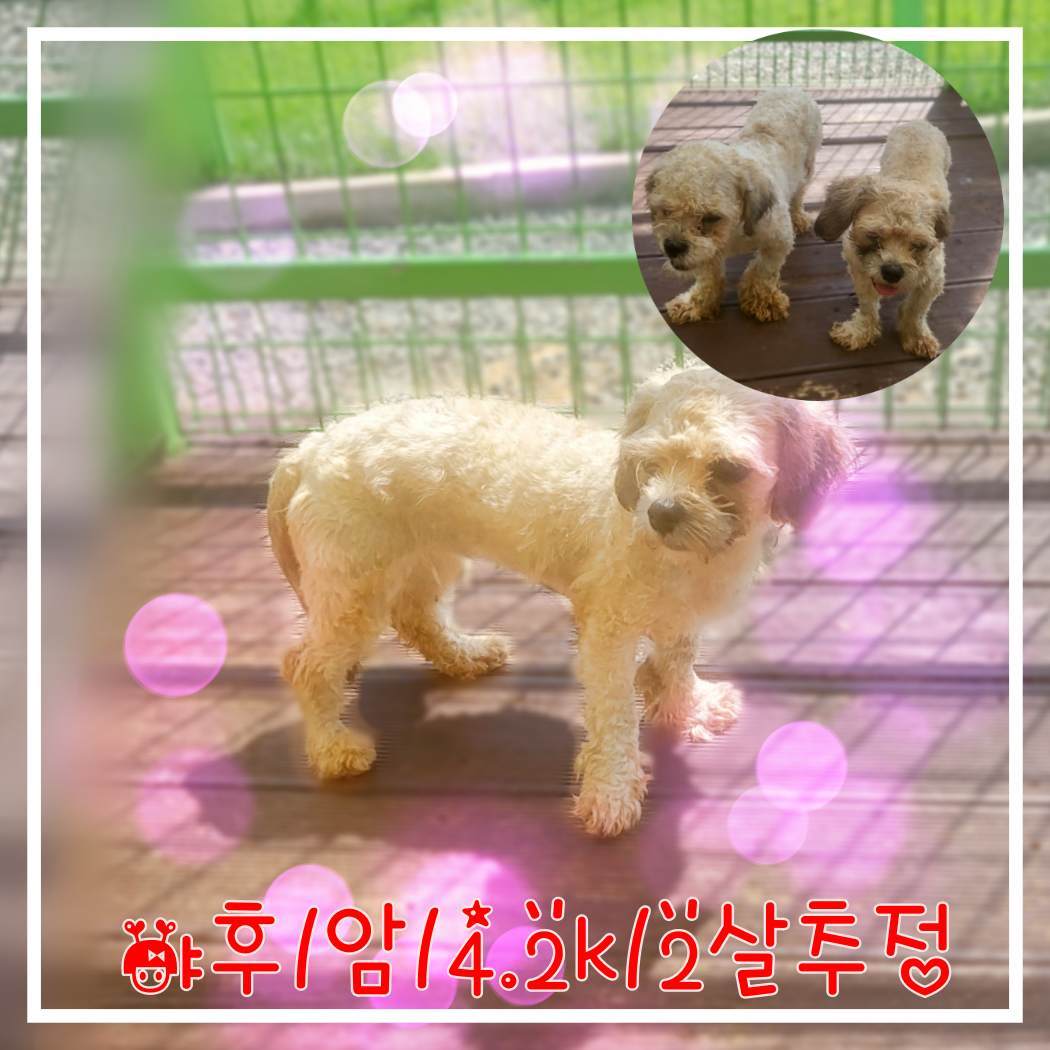 군산유기동물보호센터_445467202301836