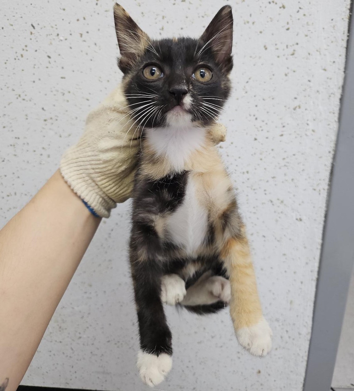 [고양이] 한국 고양이 강원-강릉-2023-00518 유기동물 배경 이미지 입니다.