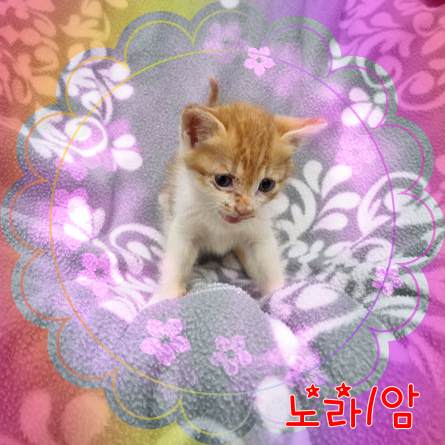 보호중 믹스묘의 가…