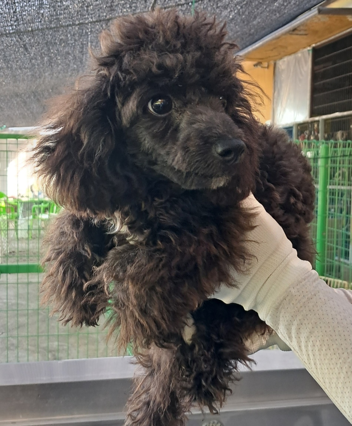 목포시유기동물보호소_446480202301288