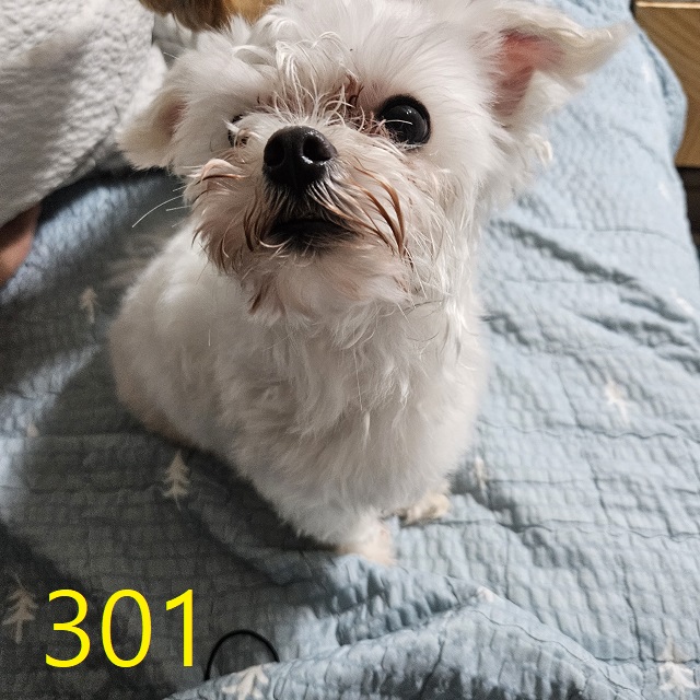 신영재동물병원_428355202300484