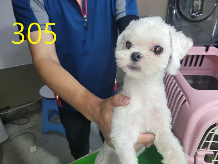 보호중 말티즈의 가…