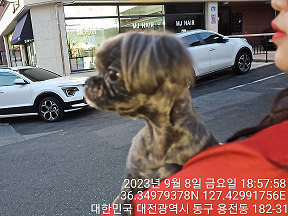 종료(입양) 시츄의…