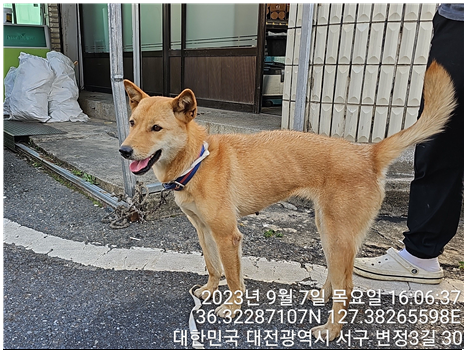 대전동물보호센터_430366202300525