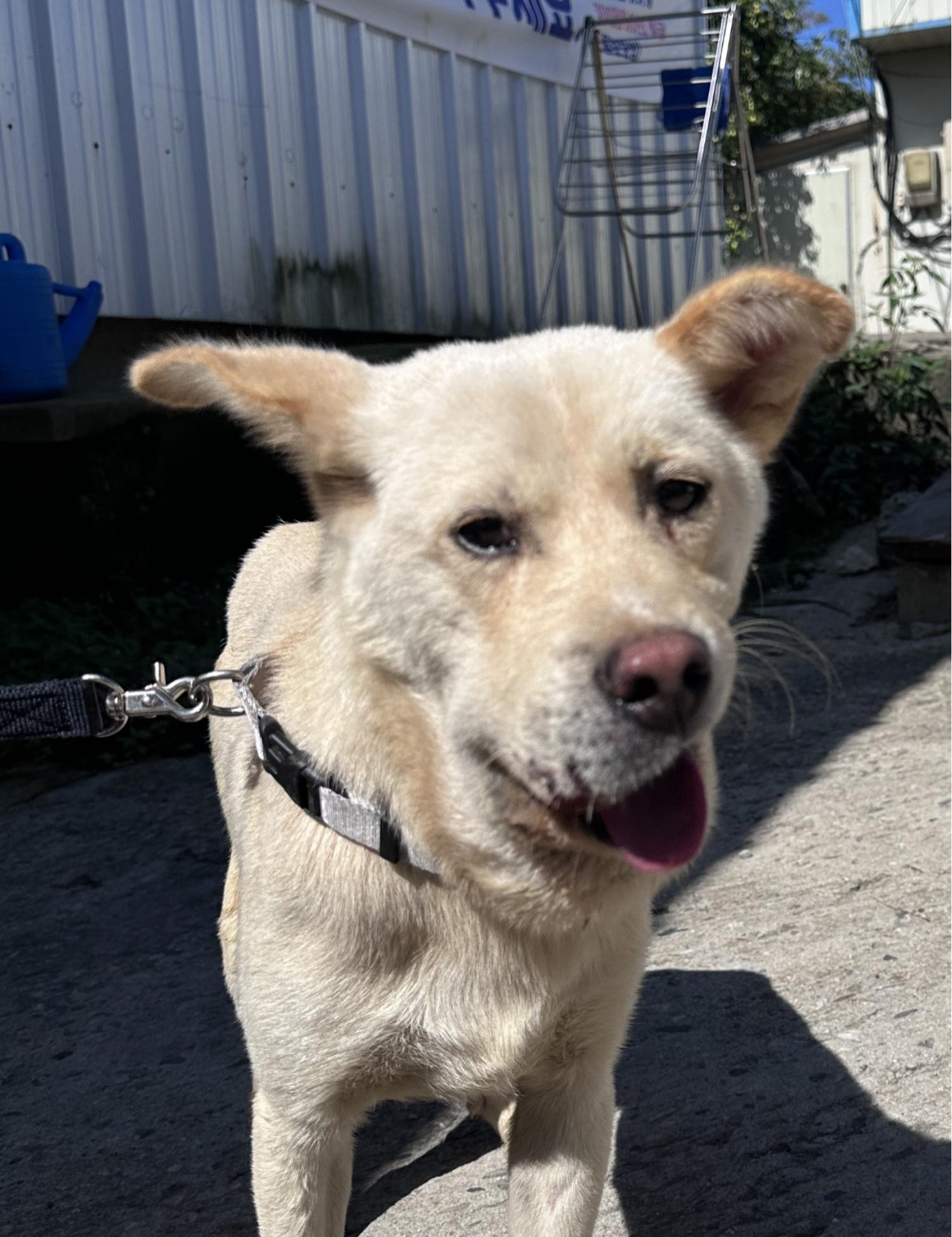 상주시 동물보호센터_447511202300868